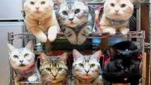 Co dělat, pokud kočka silně linky?